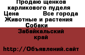 Продаю щенков карликового пуделя › Цена ­ 2 000 - Все города Животные и растения » Собаки   . Забайкальский край